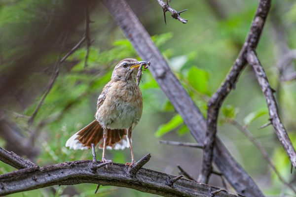 Black-crowned Tchagra