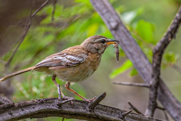 Black-crowned Tchagra