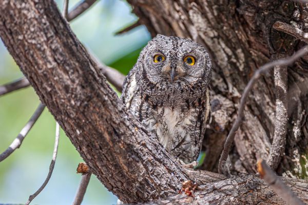 African Scops Owl