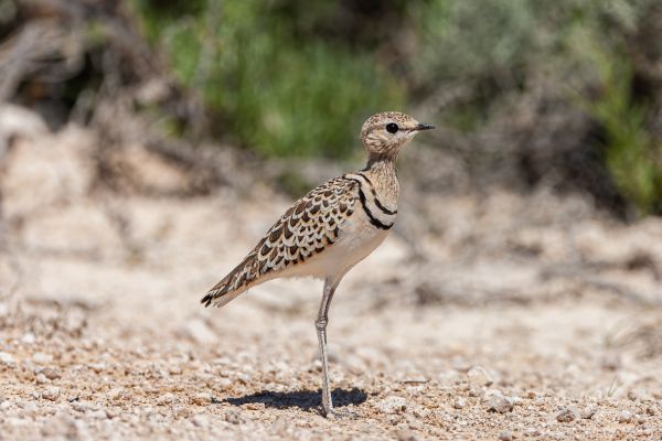 Double-banded Courser