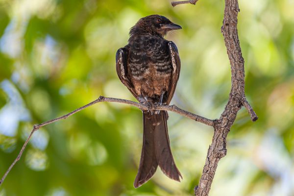 Fork-tailed Drongo