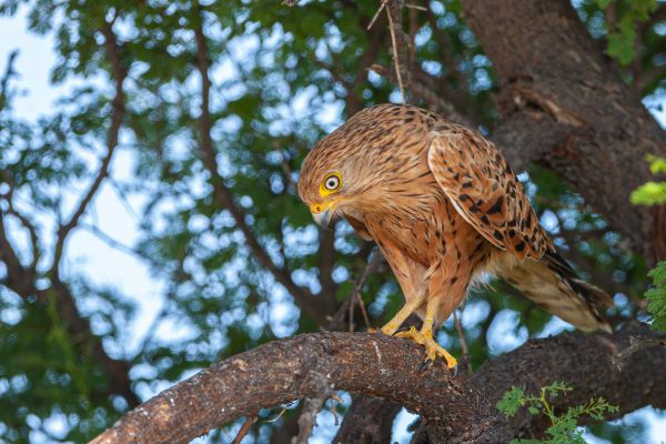 Greater Kestrel