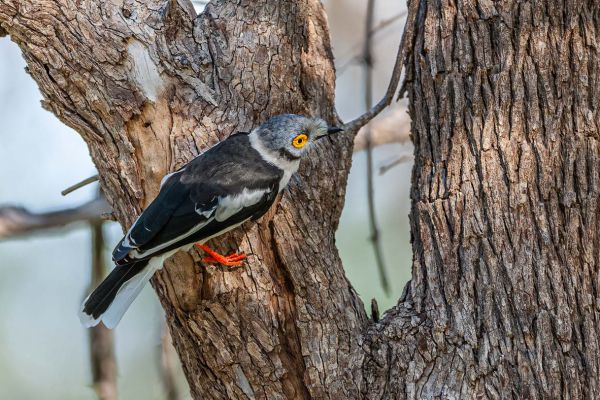 White Helmetshrike