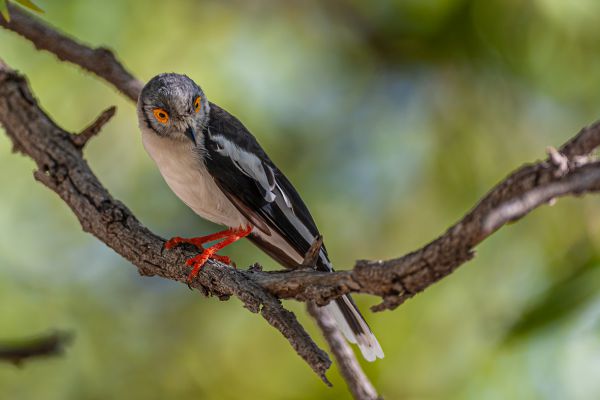 White Helmetshrike