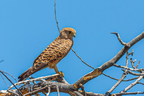 Lesser Kestrel