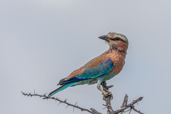 Purple Roller