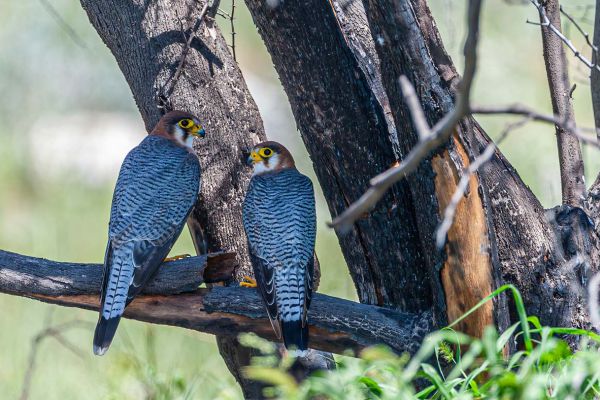 Red-necked Falcon