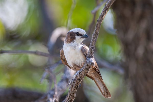 Southern White-crowned Shrike