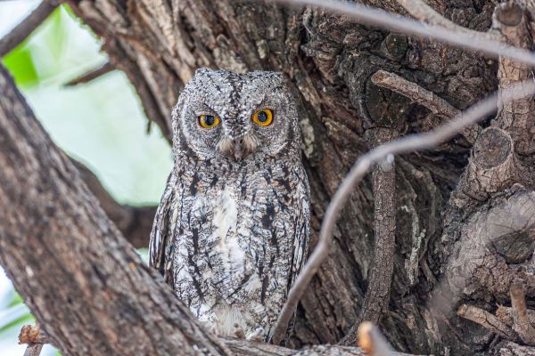 African Scops Owl
