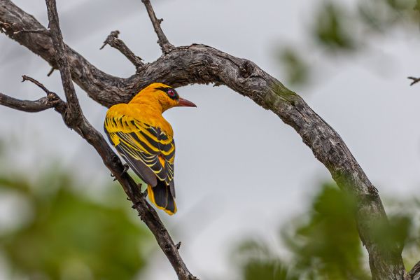 African Golden Oriole