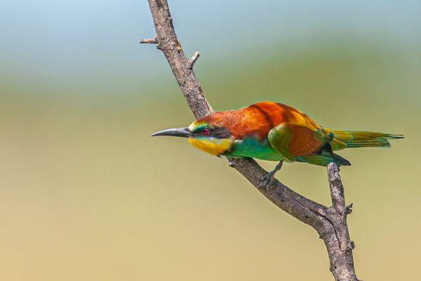 European Bee-Eater