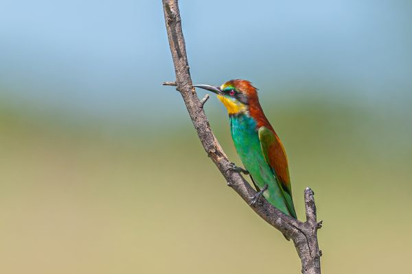 European Bee-Eater