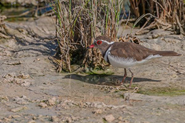 Three-banded Plover