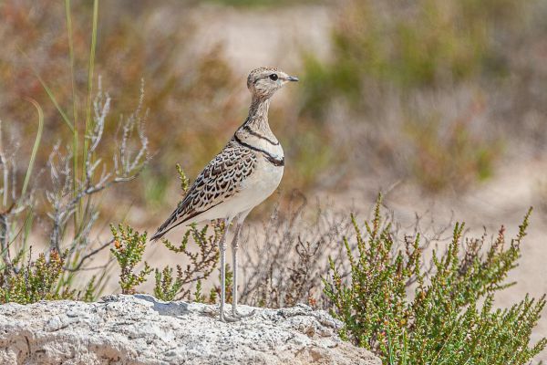 Double-banded Courser