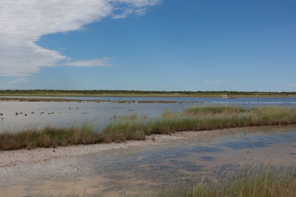 Etosha NP (lots of water in Feb.)