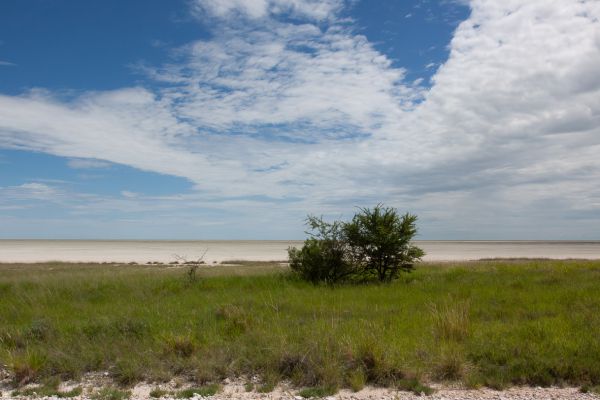 Etosha NP 