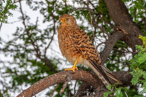 Greater Kestrel