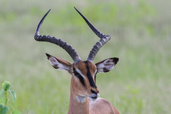 Black faced impala 