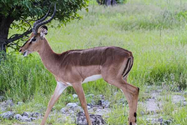 Black faced impala 