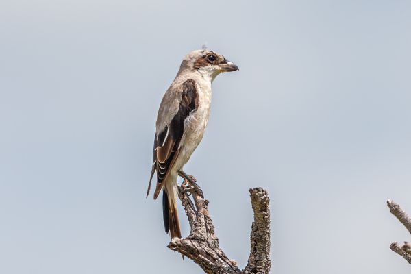 Lesser Grey Shrike