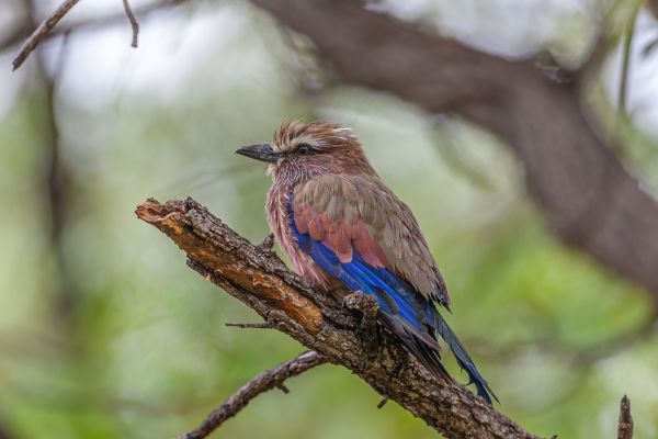 Rufous-crowned Roller