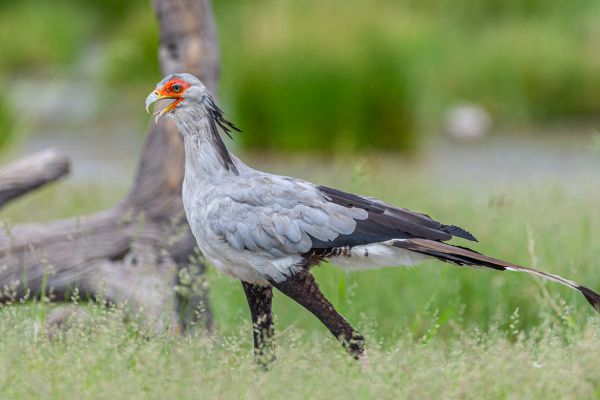 Secretarybird