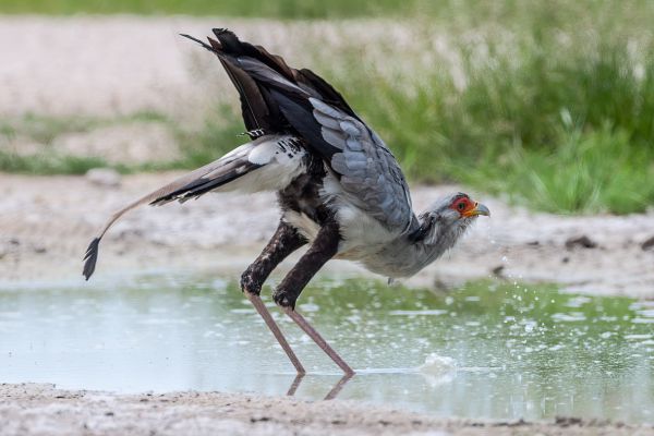 Secretarybird