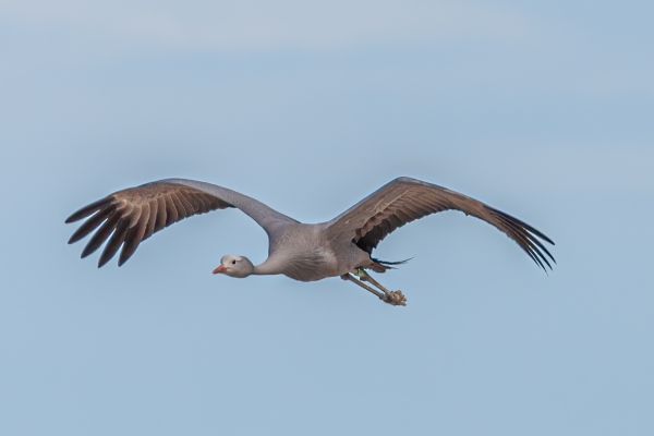 Blue Crane