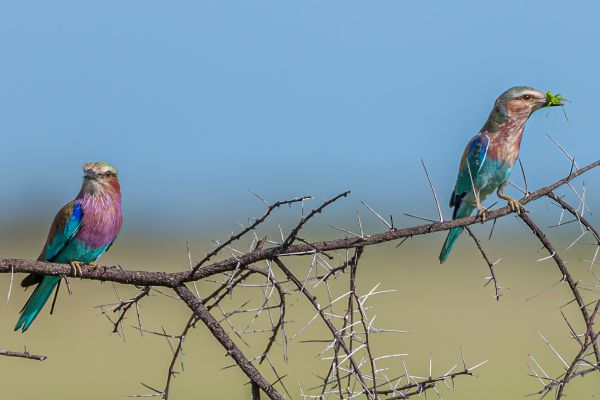 Lilac-breasted Roller
