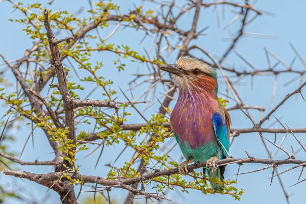 Lilac-breasted Roller
