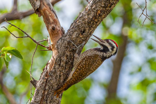 Bearded Woodpecker
