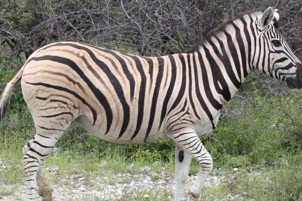 Burchell's Zebra