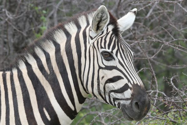 Burchell's Zebra