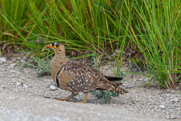 Double-banded Sandgrouse