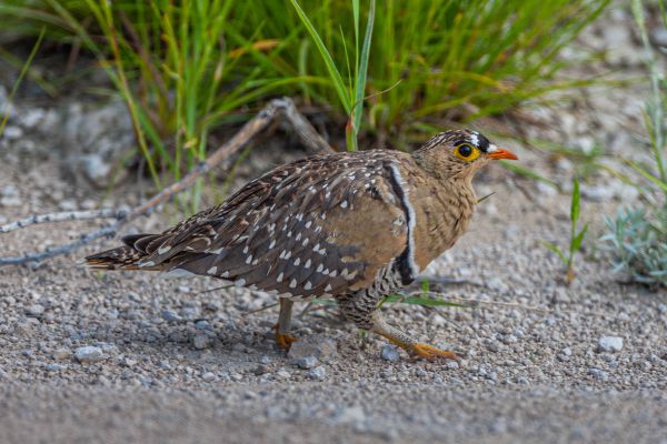 Double-banded Sandgrouse