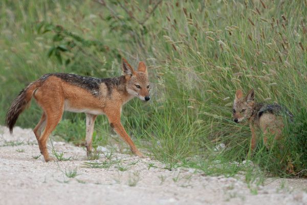 Black-backed Jackal