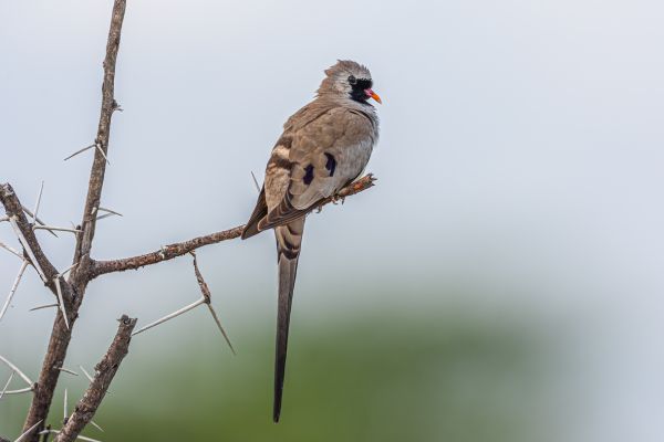 Namaqua Dove