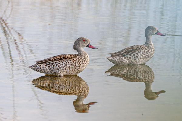 Red-billed Teal