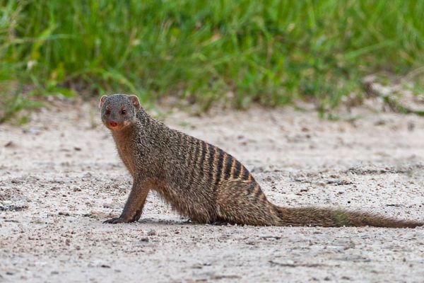 Banded mongoose