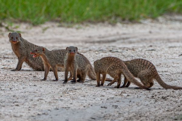 Banded mongoose