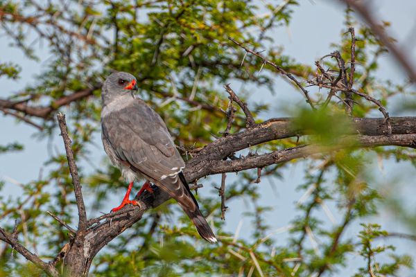 Pale Chanting Goshawk