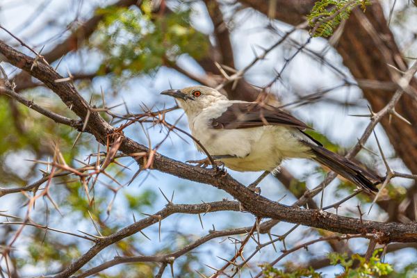 Southern Pied Babbler