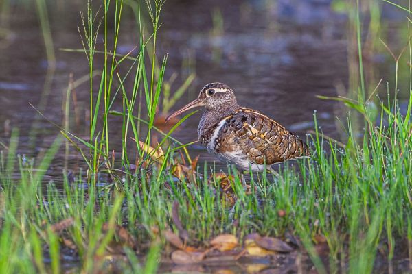 Greater Painted Snipe