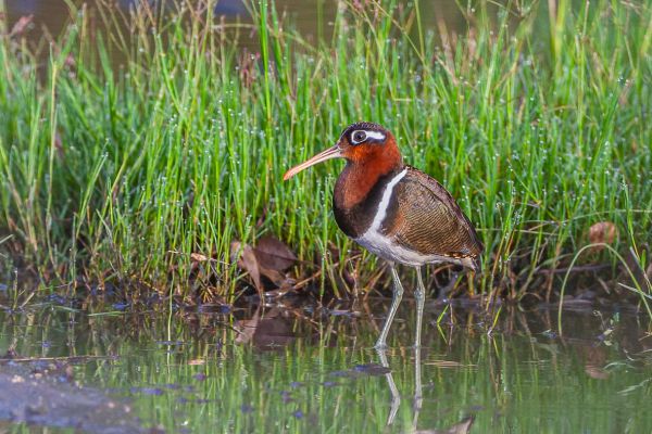 Greater Painted Snipe