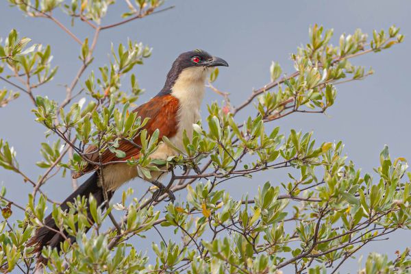 Coppery-tailed Coucal