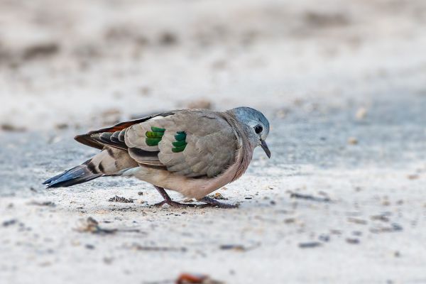 Emerald-spotted Wood Dove
