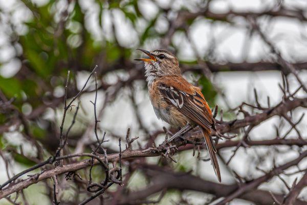 Red-backed Scrub-Robin