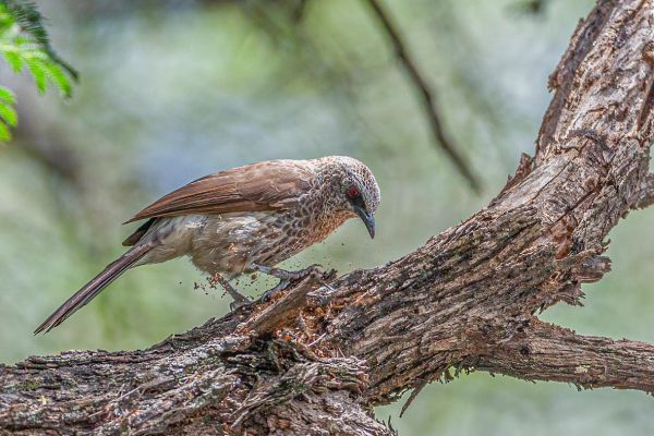 Southern Pied Babbler