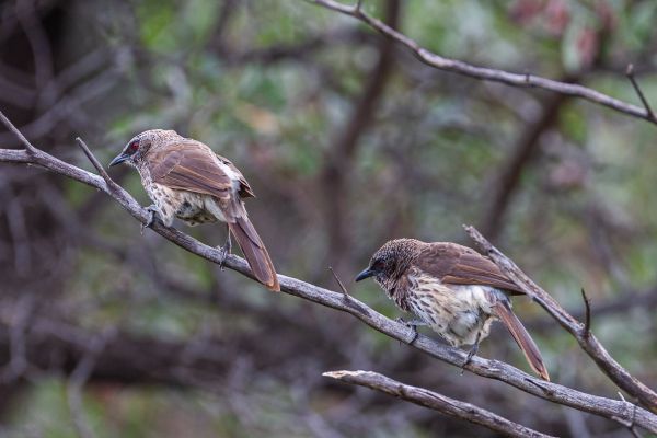 Southern Pied Babbler