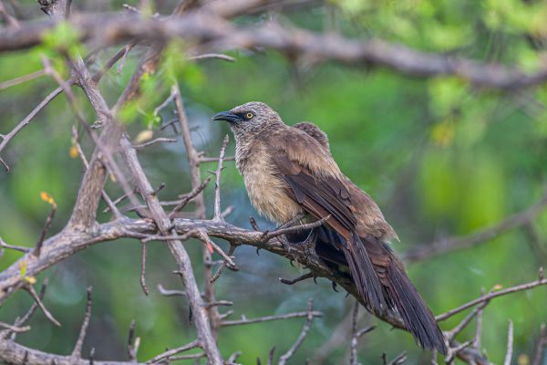 Black-faced Babbler